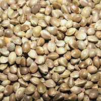 graines de chanvre bio
