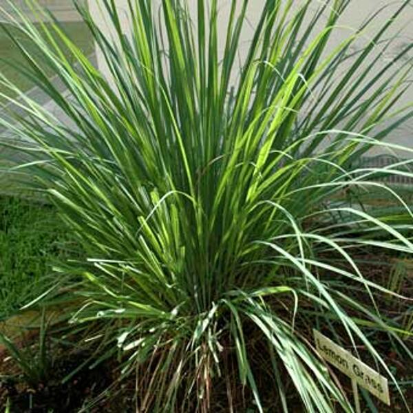 lemongrass bio