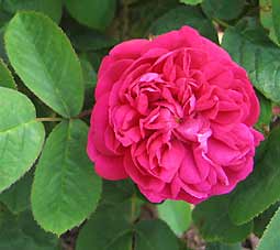 Rose de damas bio