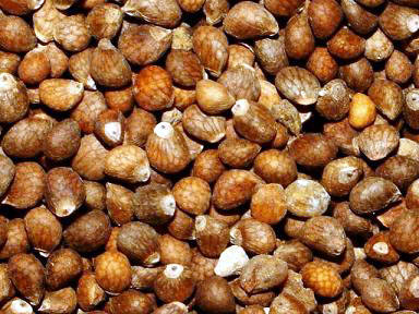 périlla bio