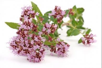 origan bio
