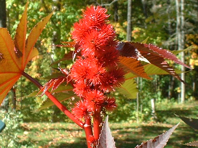 ricin bio