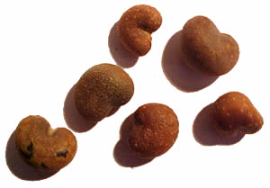 graine de baobab bio