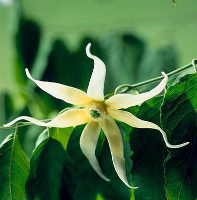 Ylang-ylang