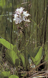 Ményanthe