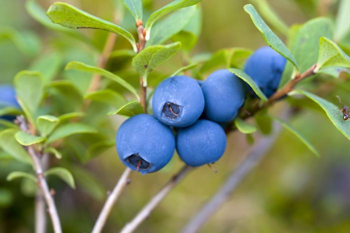 Myrtille bio