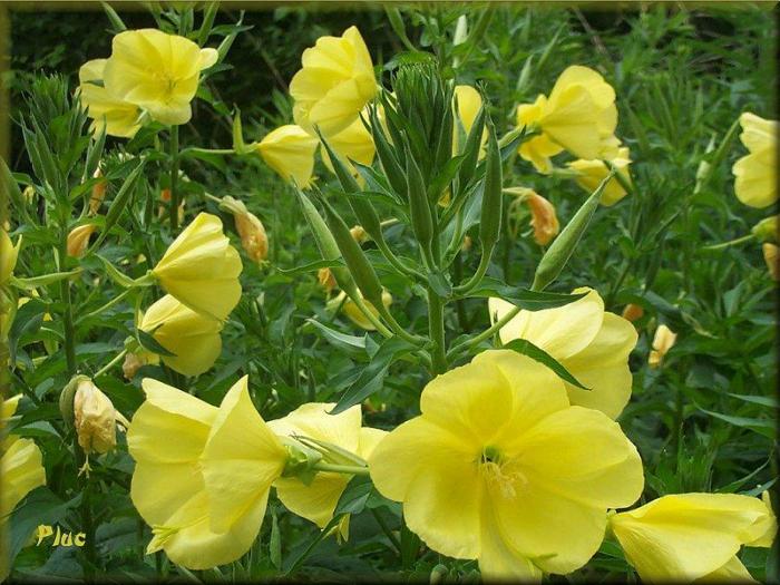 Fleurs d'Onagre