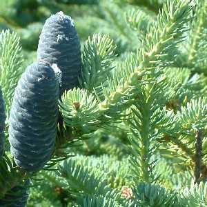 sapin baumier bio