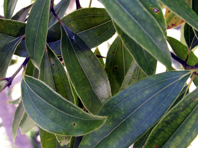 feuille de cannelle bio