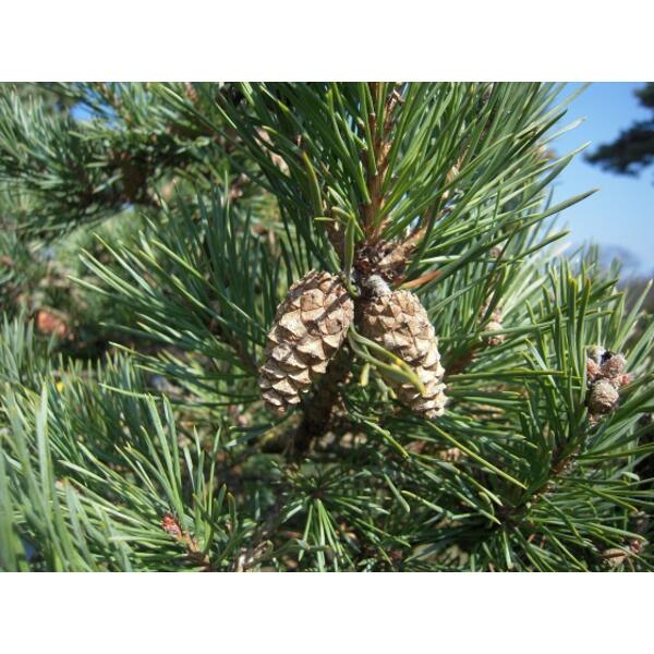 pin sylvestre bio