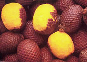 buriti bio