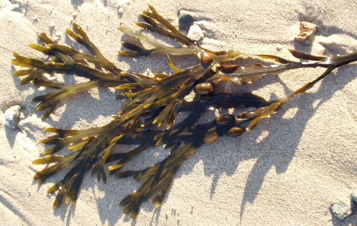 Fucus