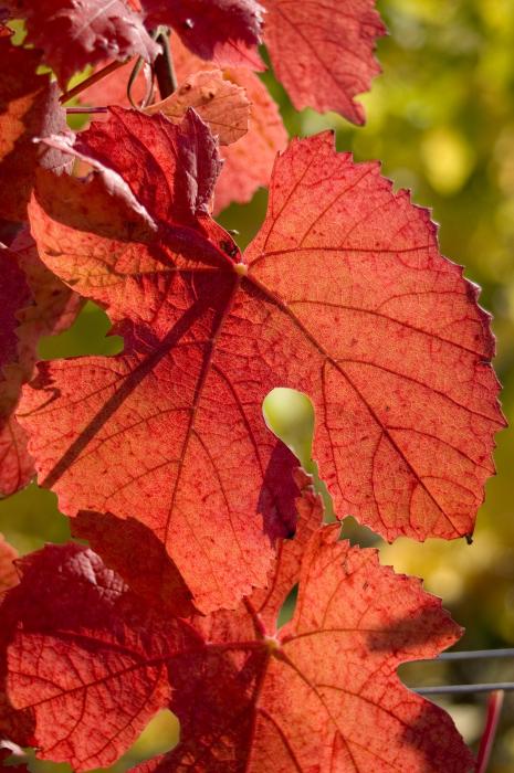 Vigne rouge