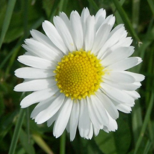 pâquerette bio