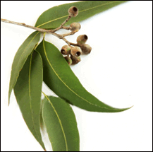 eucalyptus citronnée bio
