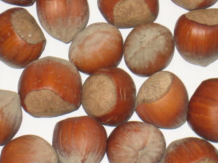 Noisette bio
