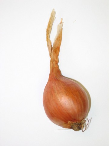 échalote bio