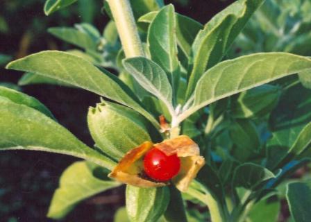 withania bio