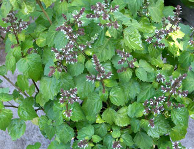 patchouli bio