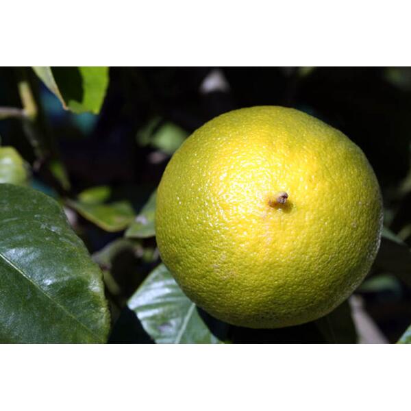 bergamote bio