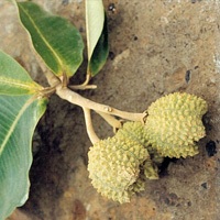 huile de yangu bio