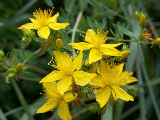 millepertuis bio
