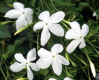 jasmin bio