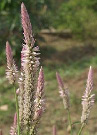 Achyranthe