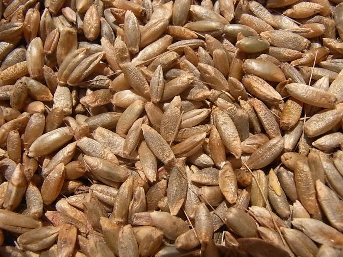 seigle bio