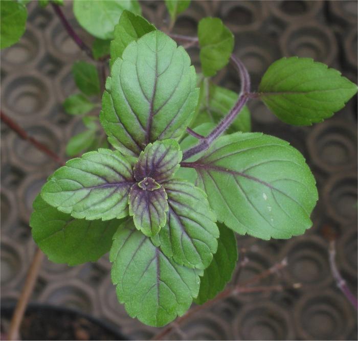 BASILIC BIO - OCIMUM BASILICUM