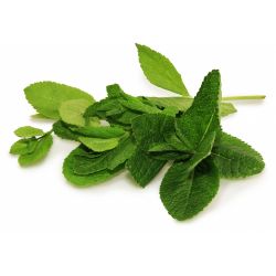 Menthe