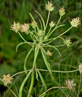 Psyllium - PLANTAGO PSYLLIUM