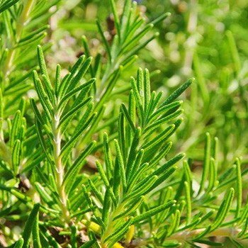 ROMARIN À VERBÉNONE - ROSMARINUS OFFICINALIS VERBENONIFERUM - HUILE ESSENTIELLE