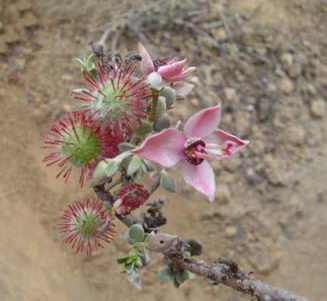 Ratanhia - KRAMERIA LAPPACEA