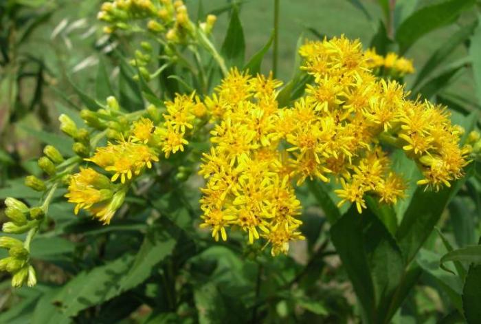 Solidage - Solidago gigantea