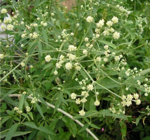 Pfaffia paniculata