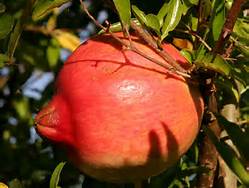 photo grenade bio - Punica granatum - jus de grenade